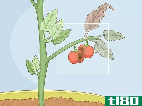 Image titled Identify Tomato Plant Diseases Step 5