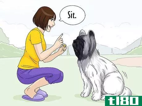 Image titled Identify a Briard Step 12