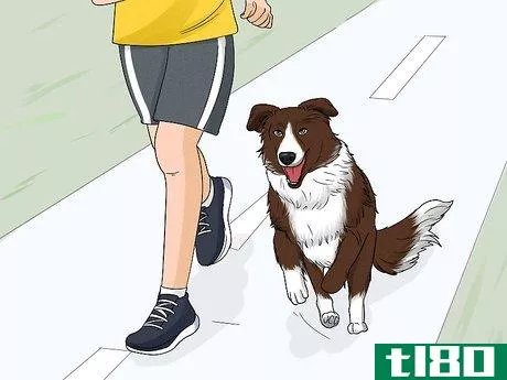 Image titled Identify a Border Collie Step 11