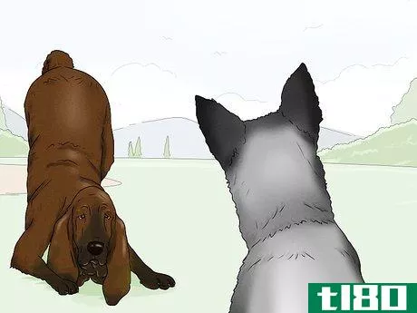Image titled Identify a Bloodhound Step 15