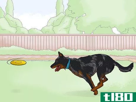 Image titled Identify a Beauceron Step 13