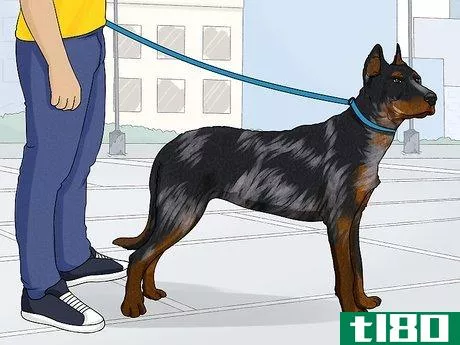Image titled Identify a Beauceron Step 12
