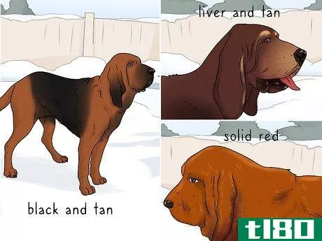 Image titled Identify a Bloodhound Step 9