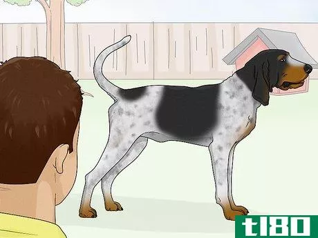 Image titled Identify a Bluetick Coonhound Step 7