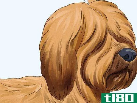 Image titled Identify a Briard Step 2
