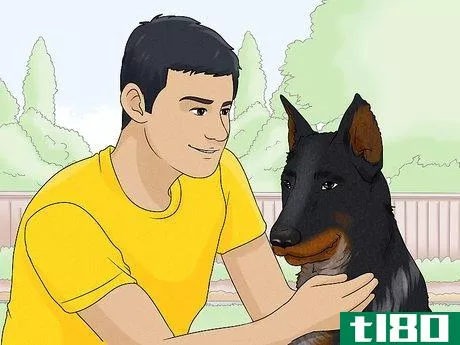 Image titled Identify a Beauceron Step 17