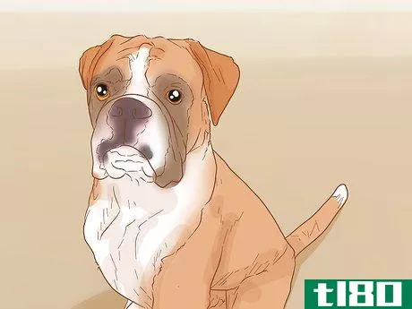 Image titled Identify a Pug Step 20