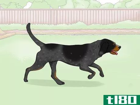 Image titled Identify a Bluetick Coonhound Step 14