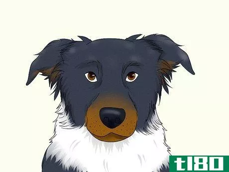Image titled Identify a Border Collie Step 2
