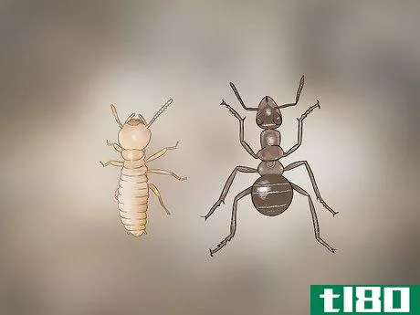 Image titled Identify Termite Larvae Step 9