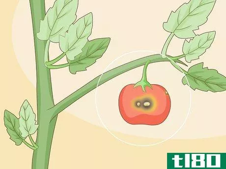 Image titled Identify Tomato Plant Diseases Step 8