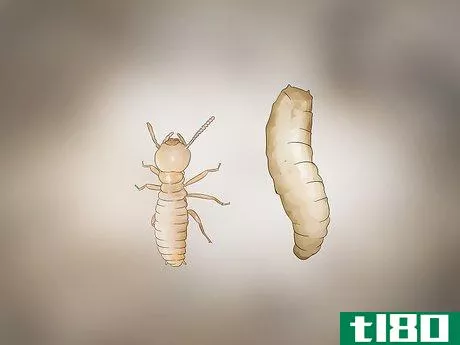 Image titled Identify Termite Larvae Step 12