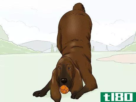 Image titled Identify a Bloodhound Step 12