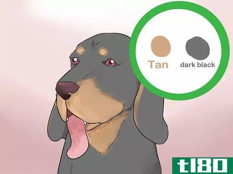 Image titled Identify a Black and Tan Coonhound Step 1