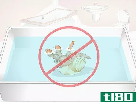 Image titled Give Your Hermit Crab a Bath Step 4