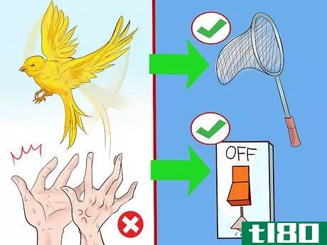 Image titled Keep a Canary Entertained Step 10