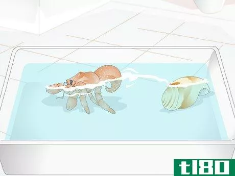 Image titled Give Your Hermit Crab a Bath Step 7
