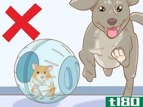 Image titled Keep a Hamster and a Dog Step 11