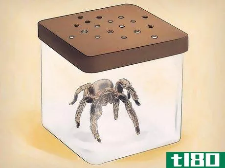 Image titled Keep Spiders As Pets Step 4