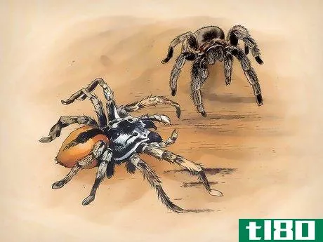 Image titled Keep Spiders As Pets Step 1