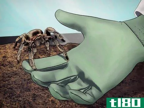 Image titled Keep Spiders As Pets Step 10