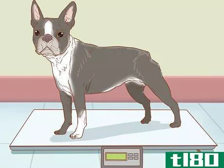 Image titled Keep a Dog in Good Health Step 3