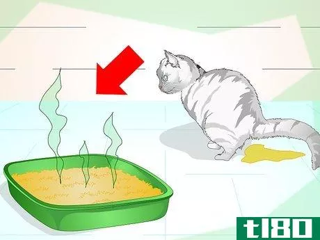 Image titled Keep Your Cat from Urinating Where It Shouldn't Step 4