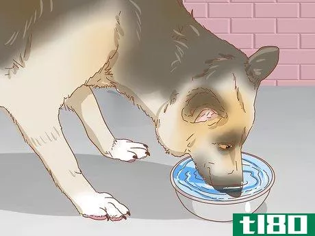 Image titled Keep a Dog in Good Health Step 5