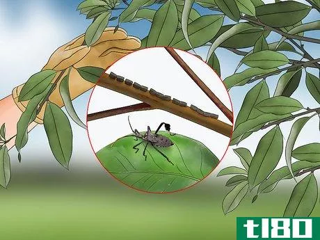 Image titled Kill Leaf Footed Bugs Step 8