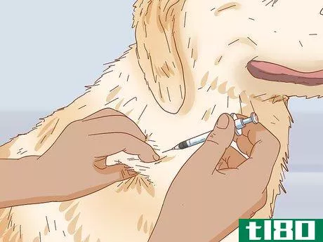 Image titled Keep a Dog in Good Health Step 15