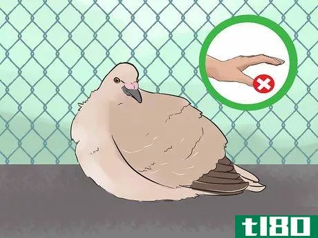Image titled Know if Doves Are Right for You Step 7