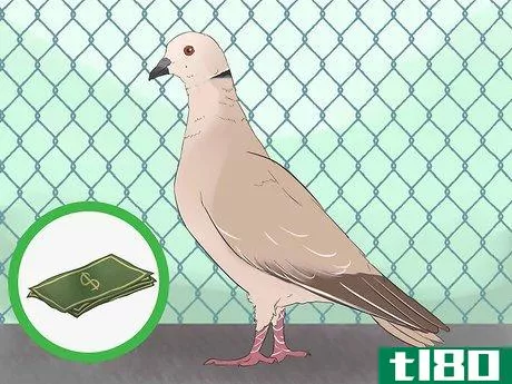 Image titled Know if Doves Are Right for You Step 5