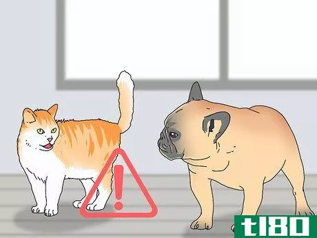 Image titled Know if You Are Ready for a Cat Step 7