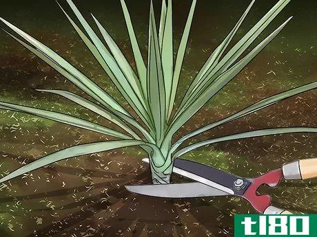 Image titled Kill Yucca Plants Step 1