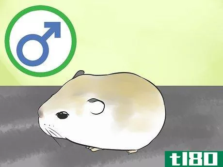 Image titled Know if a Hamster Is Right for You Step 19