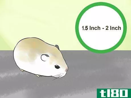 Image titled Know if a Hamster Is Right for You Step 17