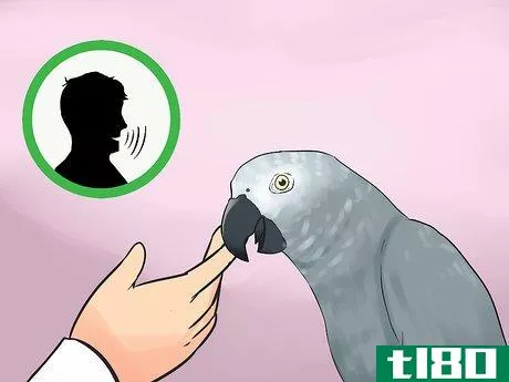 Image titled Know if an African Grey Parrot Is Right for You Step 2