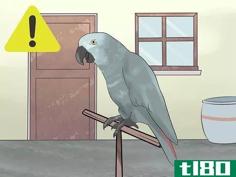 Image titled Know if an African Grey Parrot Is Right for You Step 7