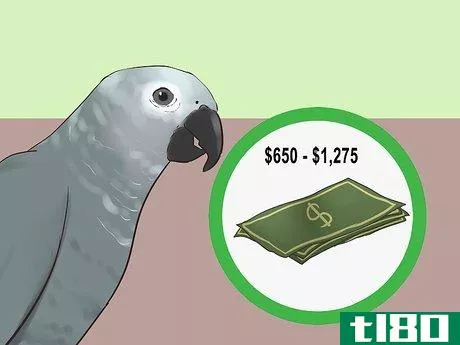 Image titled Know if an African Grey Parrot Is Right for You Step 14