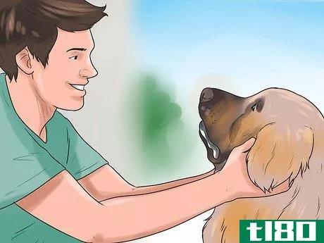 Image titled Learn Breeds of Dogs Step 11