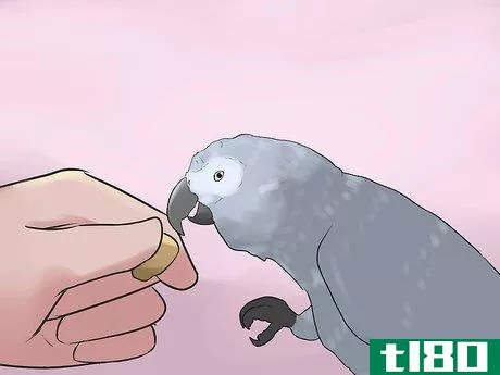 Image titled Know if an African Grey Parrot Is Right for You Step 10