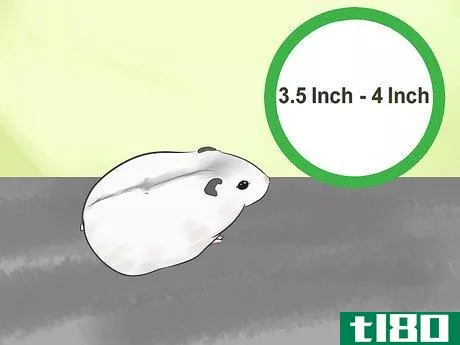 Image titled Know if a Hamster Is Right for You Step 16