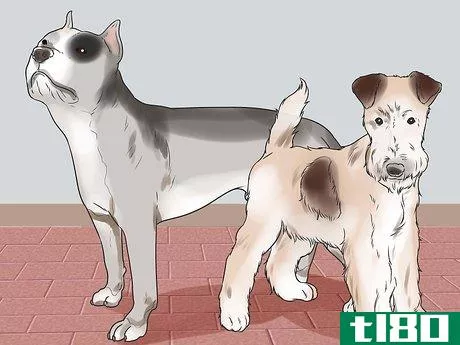 Image titled Learn Breeds of Dogs Step 3