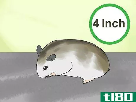 Image titled Know if a Hamster Is Right for You Step 15