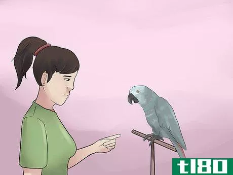 Image titled Know if an African Grey Parrot Is Right for You Step 5