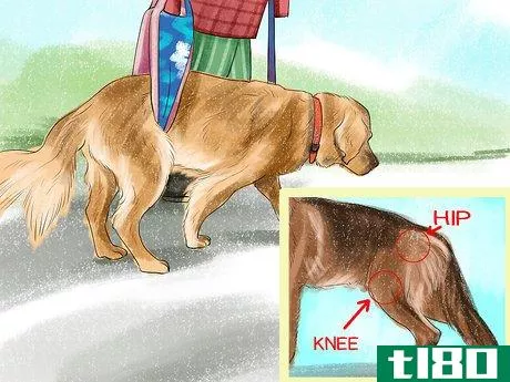 Image titled Know if a Senior Dog Is Right for Your Family Step 2
