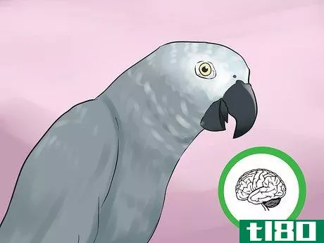 Image titled Know if an African Grey Parrot Is Right for You Step 1
