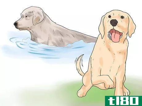 Image titled Learn Breeds of Dogs Step 6