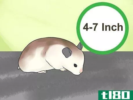 Image titled Know if a Hamster Is Right for You Step 14