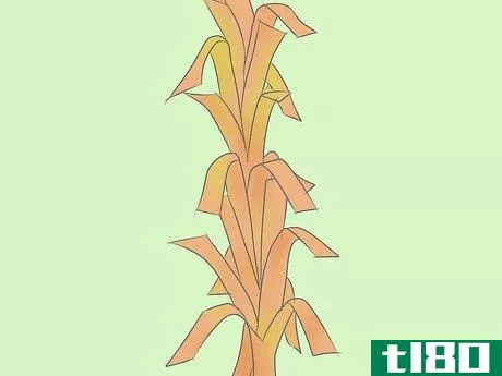 Image titled Make Corn Stalk Decorations Step 20